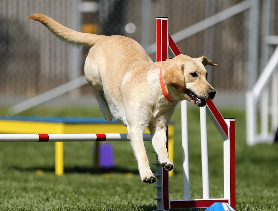 Agility dog treated with EMMETT therapy